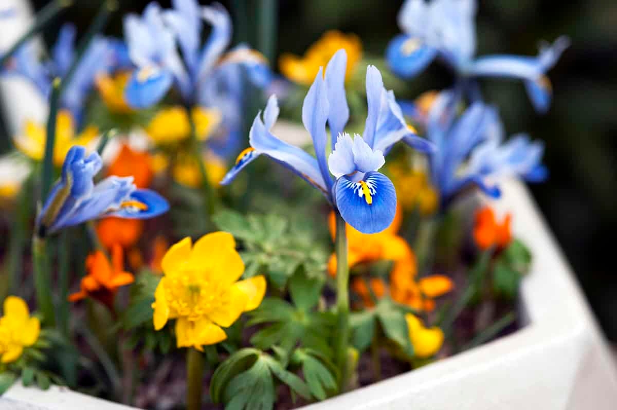 Das sind die 12 Dinge, die Sie Ende Februar im Garten tun