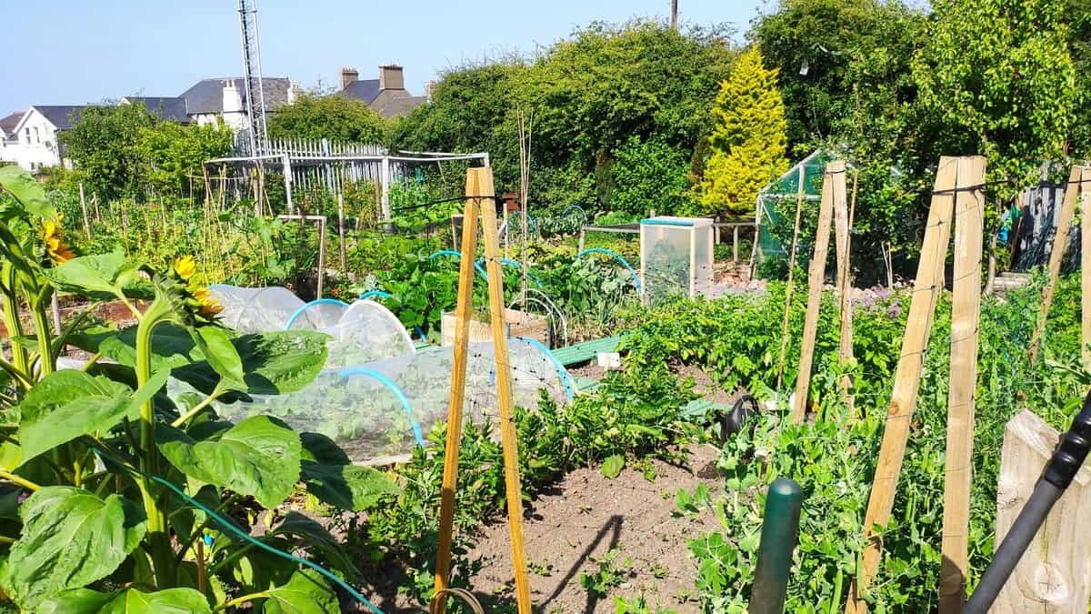 Is je moestuin veilig om uit te eten? Zo check je het én maak je hem veilig