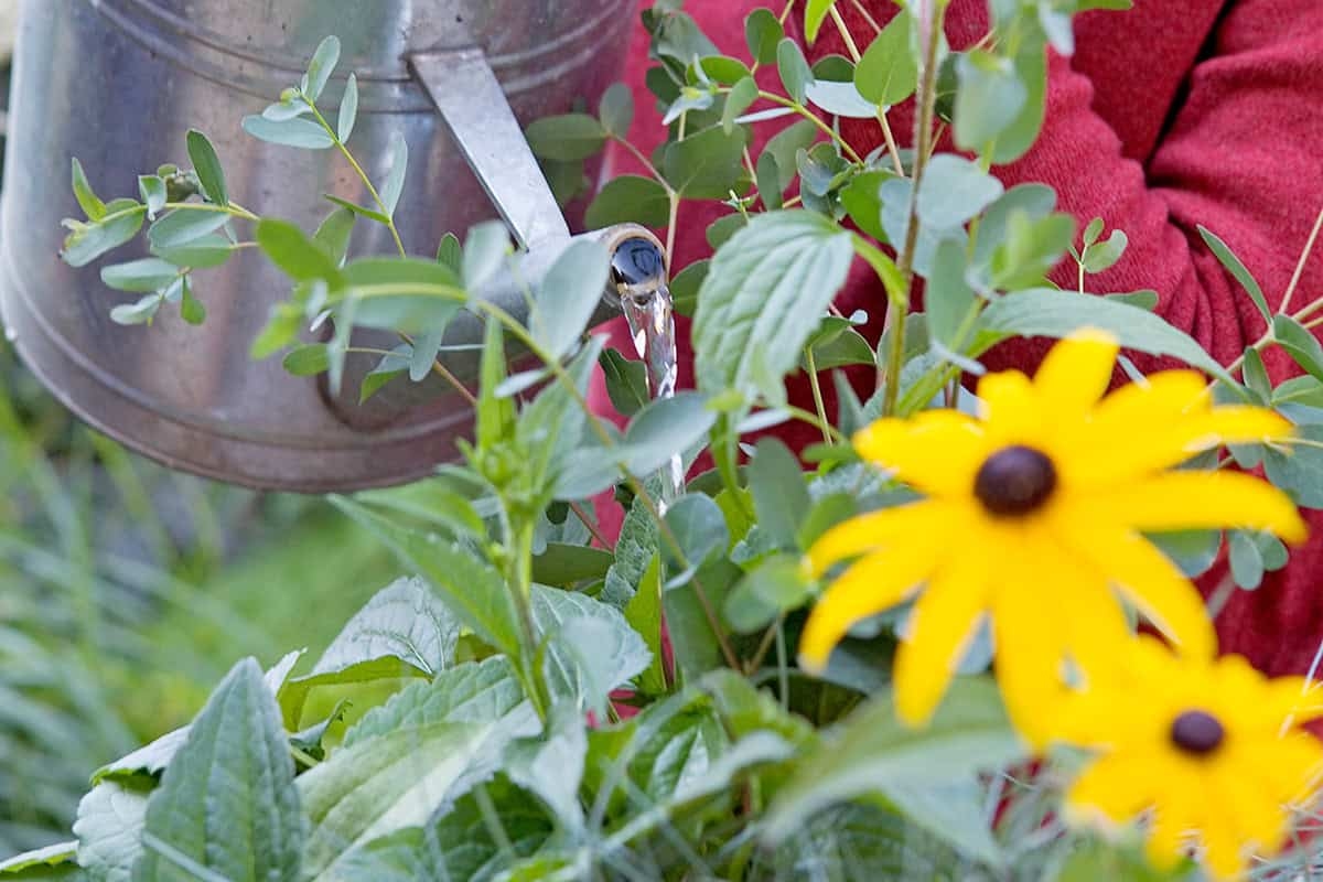 Geen paniek! Zo overleven jouw potplanten de zomerhitte