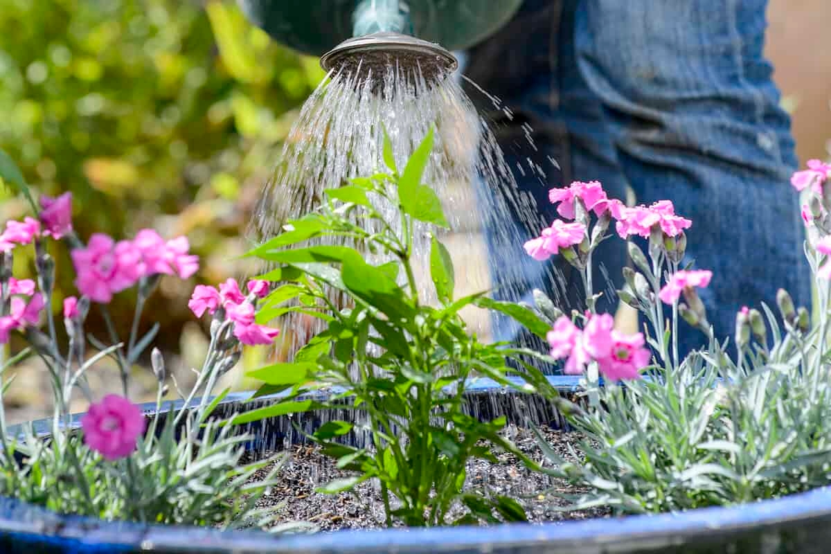 So übersteht Ihr Garten den trockenen Sommer: 10 Tipps von Experten