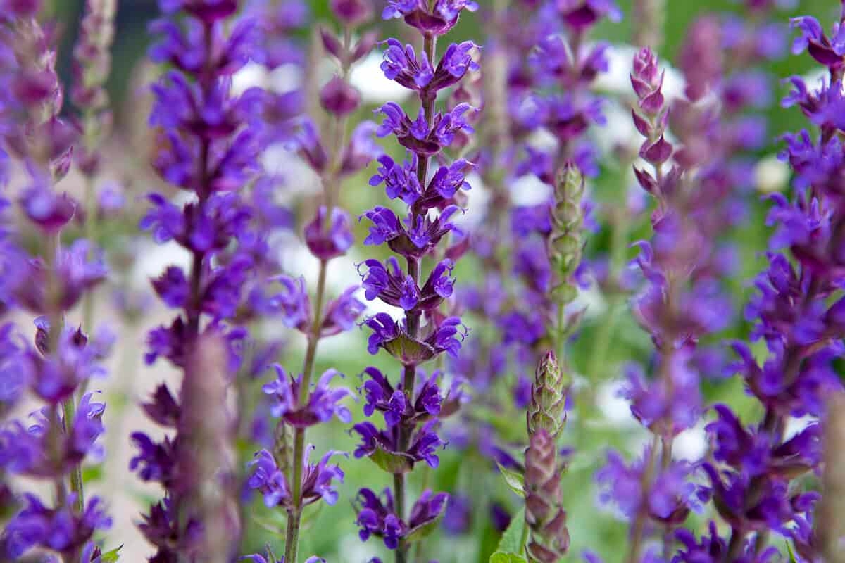 12 lavori di giardinaggio da non perdere questa settimana di giugno