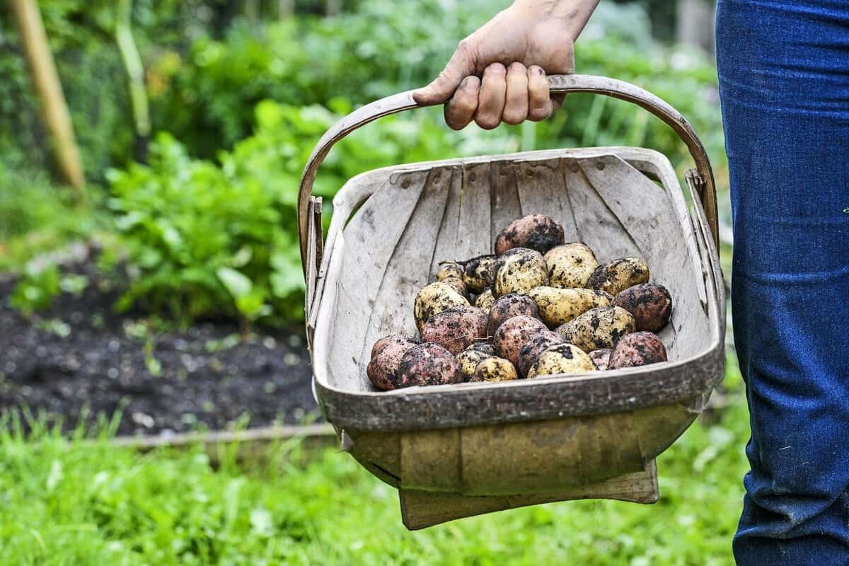 Wanneer aardappels oogsten? Zo herken je het juiste moment
