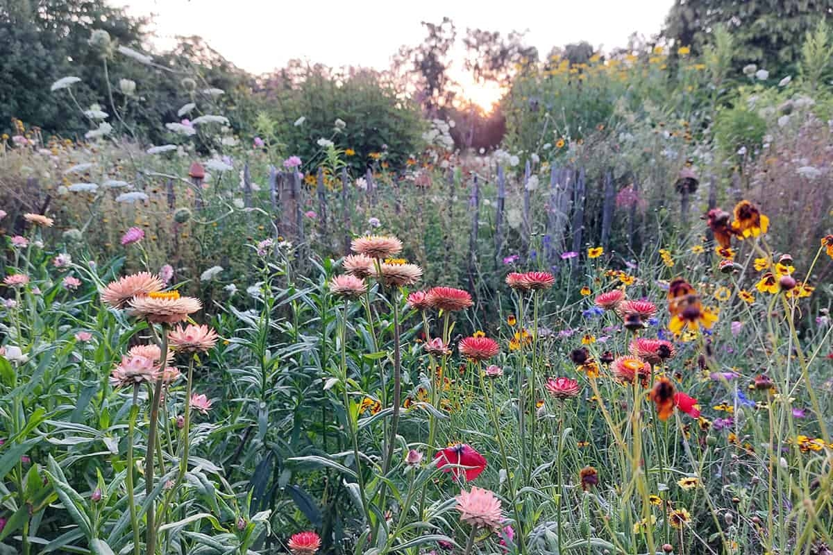 ¿Un verano lleno de flores? Prolonga la floración con estos 7 consejos.