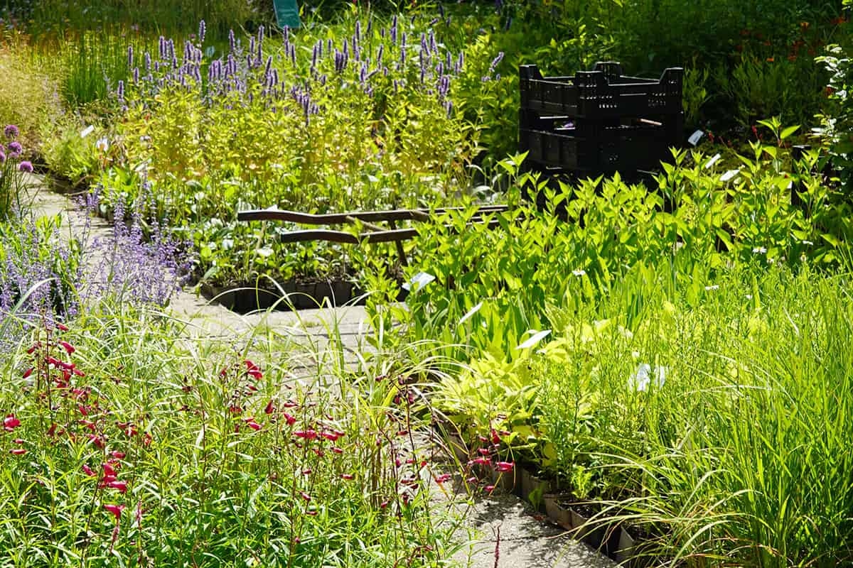 Met deze tips kies jij de juiste planten voor je tuin (video)