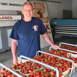 Valley Bounty: Rain or shine, strawberries are here: Teddy C. Smiarowski Farm welcomes another pick-your-own season
