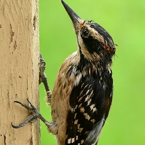 Hablando de la Naturaleza: Las presiones de la paternidad: Los papás pájaros, como los papás humanos, merecen un feliz Día del Padre.