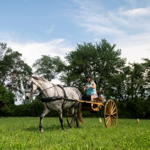 L'evento della criniera: il New England Morgan Horse Show torna a Northampton