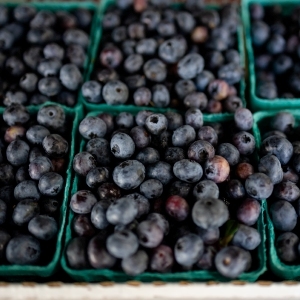 Valley Bounty: The joy of blueberry season: Sobieski’s River Valley Farm in Whately has been growing blueberries since 1977