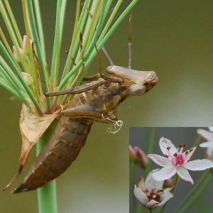 Speaking of Nature: Ever heard of an exuvia?: A triumphant use of unexpected science vocabulary