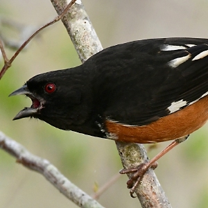 Hablando de la naturaleza: Aprendiendo el canto de los pájaros: El noventa por ciento de la observación de aves se hace con los oídos.