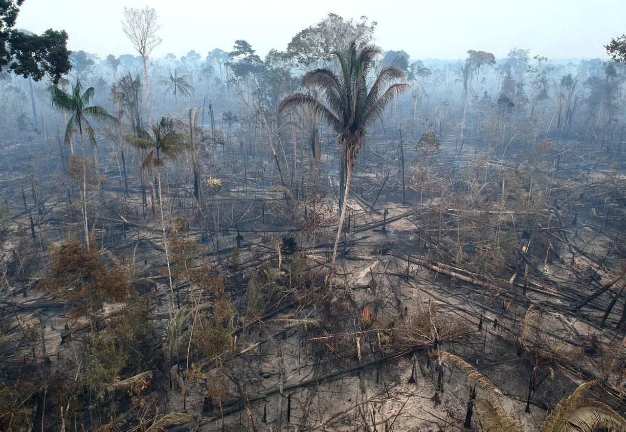 COP30: Lula'nın ormansızlaşmayla mücadele için sunduğu 125 milyar dolarlık fon nedir?