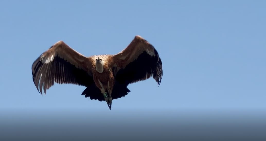 Three griffon vultures released at the Cornino Reserve