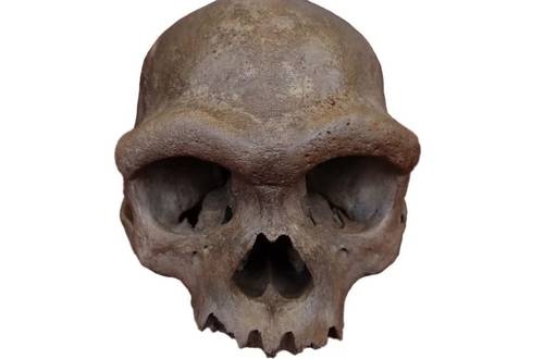 Hominid kafatası bulundu