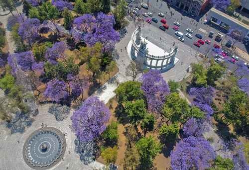 Jamoncillo, raspados, chamoy en jacaranda's zijn enkele van de Japanse bijdragen aan Mexico.