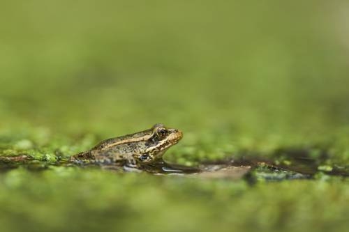 Trumps Mauer bedroht die Tierwelt an der Grenze zwischen den USA und Mexiko