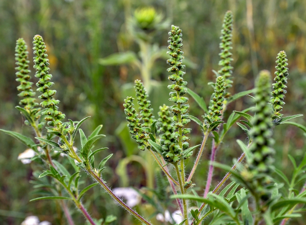 Allergieën | Gevaar van ambrosia groeit
