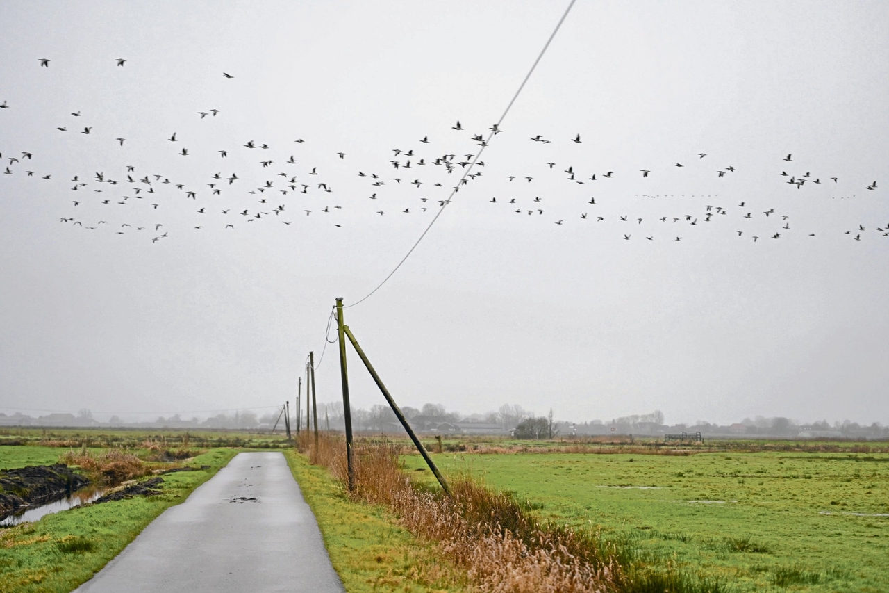 Левая литература | Кристиан Гайслер: Борьба за жизнь