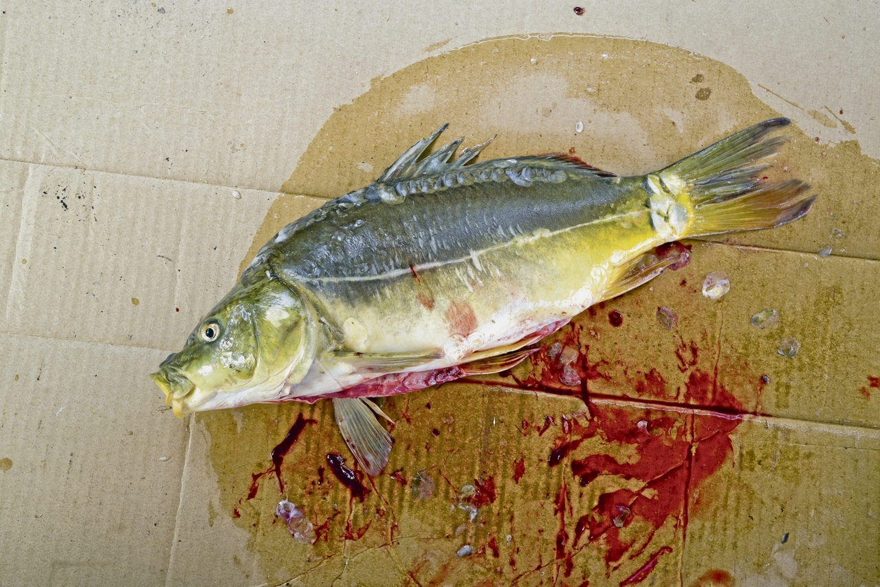 Littérature | Leonhard F. Seidl : Les transgresseurs de frontières dans le terrain