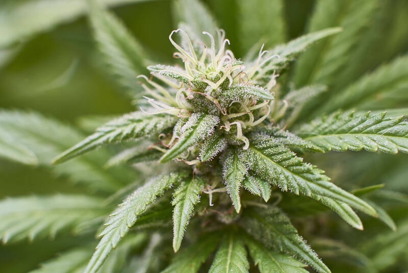 ABDA pede esclarecimentos: Fixação de preços de flores de cannabis