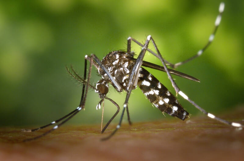 Cambiamenti climatici: l'Europa è colpita dalla febbre dengue