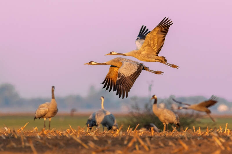 Animal disease: Severe wave of bird flu in Germany