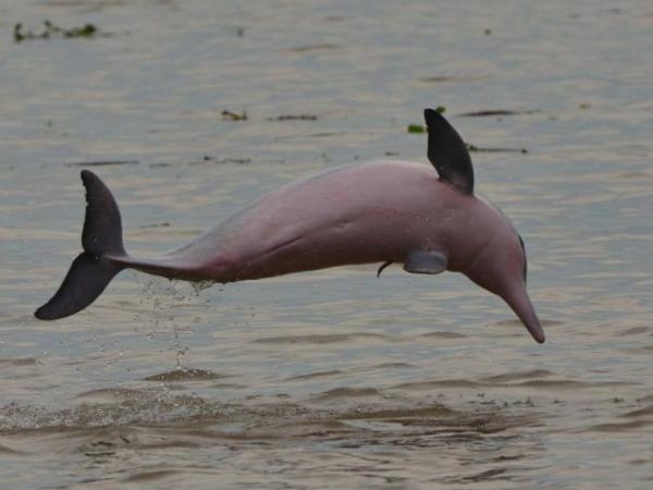 Delfin butlonosy narodzony dzięki pomocy innej samicy w Chicago Zoo