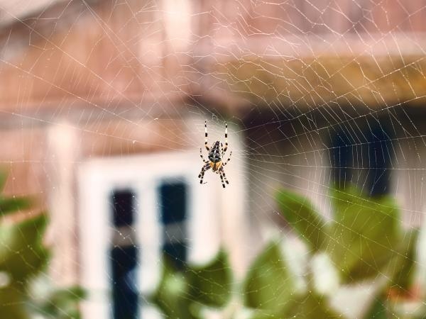 Don't Kill Them: 4 Tricks to Keep Spiders Out of Your Home
