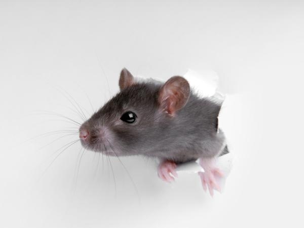 Peu de gens le savent, et c'est important : quel bruit fait fuir les rats ?