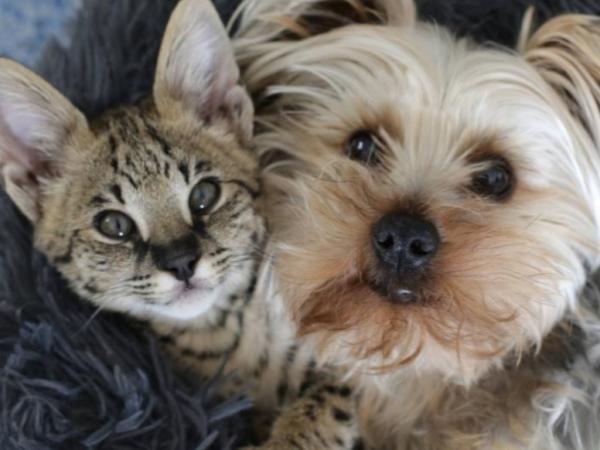 Animali domestici abbandonati: la tragedia nascosta lasciata dai raid dell'immigrazione di Los Angeles