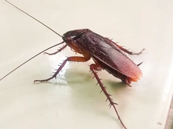 Pay attention: The 4 most common diseases transmitted by cockroaches
