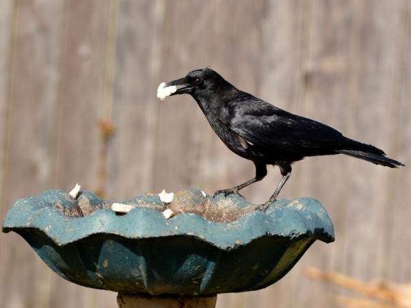 The ability that was believed to be human and that an animal would also have: what is it about?