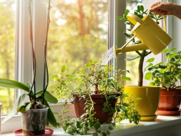 What is the "plant of abundance" according to Feng Shui? Place it correctly.