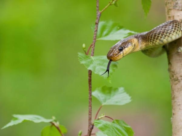 8 ways to identify a venomous snake, according to experts