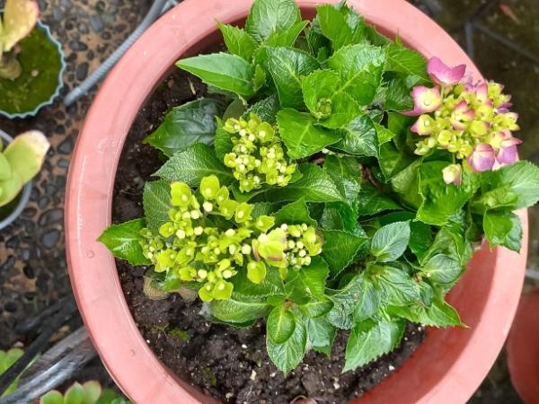 'It represents loneliness': the flower that may be stealing energy from your home