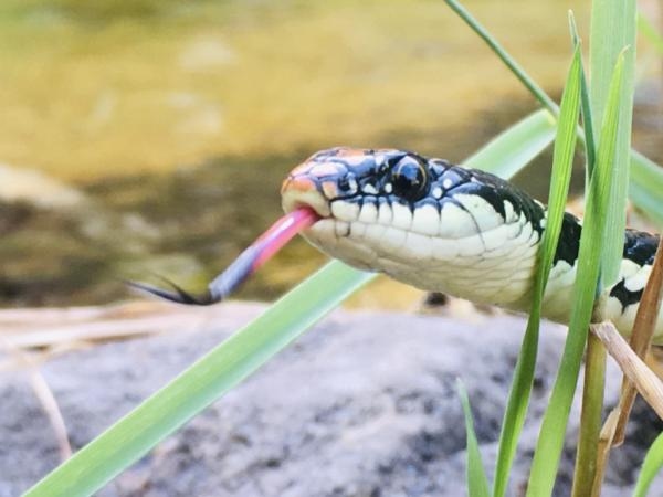 Zwróć uwagę: 7 zapachów, których węże „nienawidzą” i trzymaj je z daleka od wszystkiego