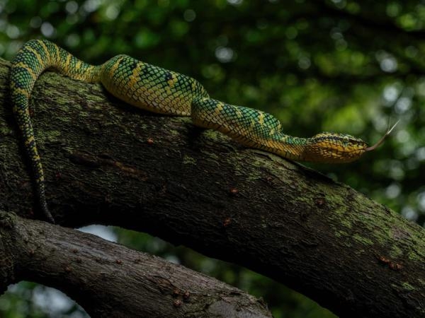 ¿Se encontró una serpiente? Lo que debe y no debe hacer frente a este animal