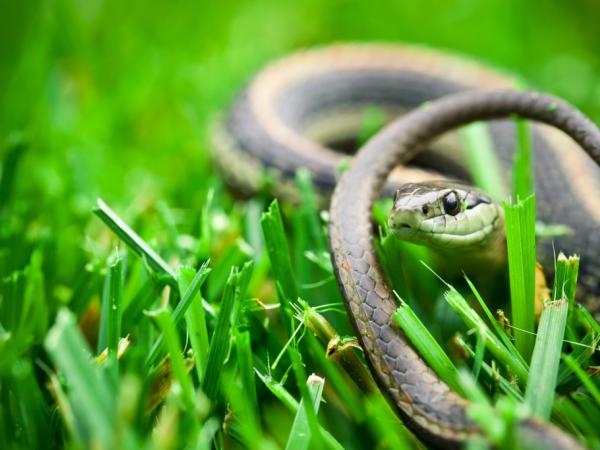 „Beste Heilmittel“: Wie halten Sie Schlangen effektiv aus Ihrem Garten fern?