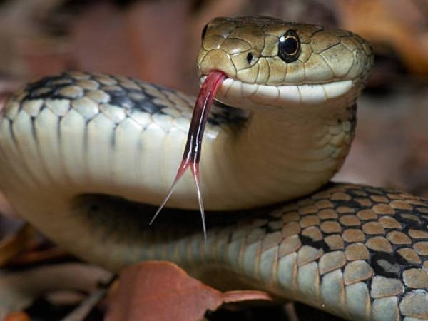 ¿Qué me puede pasar si me muerde una serpiente?