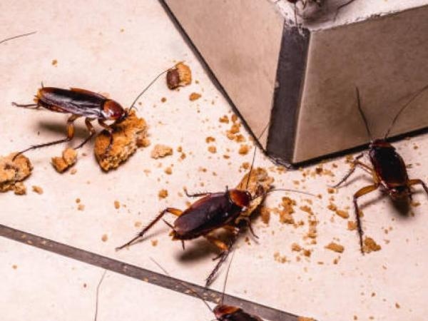 Assuste-as para longe de sua casa: Qual cheiro as baratas odeiam?
