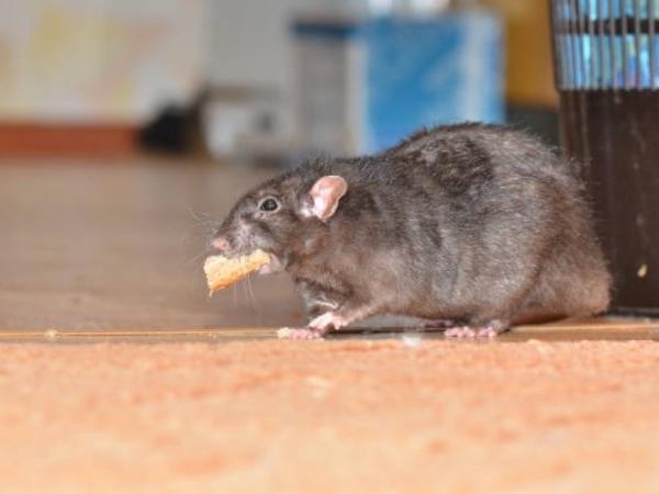 Non deludono mai: 5 veleni fatti in casa (e infallibili) per ratti e topi