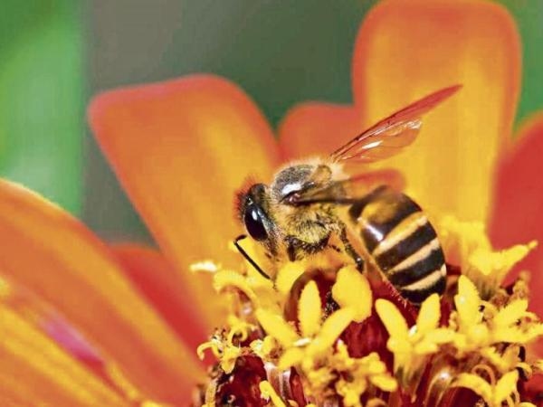 Waarom zouden we op aarde niet kunnen overleven zonder bijen? Dit is het belang ervan