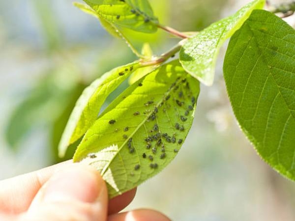 3 plantas que você talvez não saiba que atraem insetos para sua casa e jardim