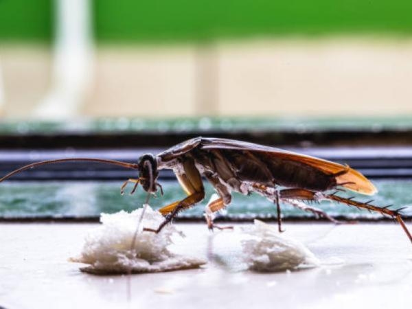 Found a dead cockroach? Here's why they're upside down.