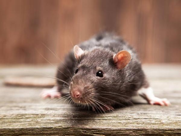 L'ingrédient bien connu que vous avez chez vous et qui est un poison à rats « efficace »