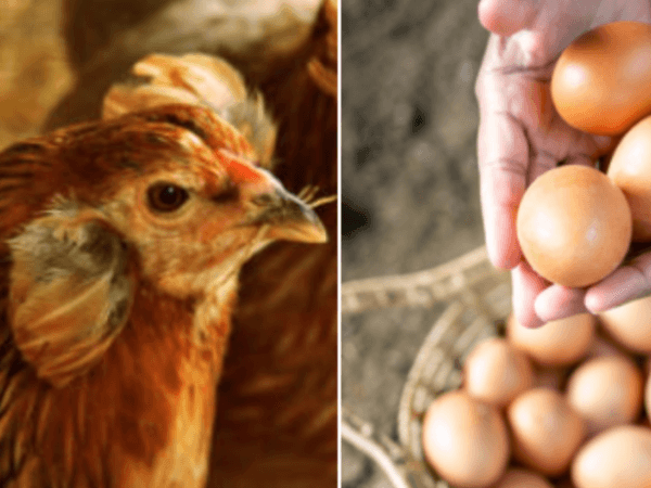 Die Wissenschaft enthüllt eines der Rätsel des Lebens: War das Huhn oder das Ei zuerst da?