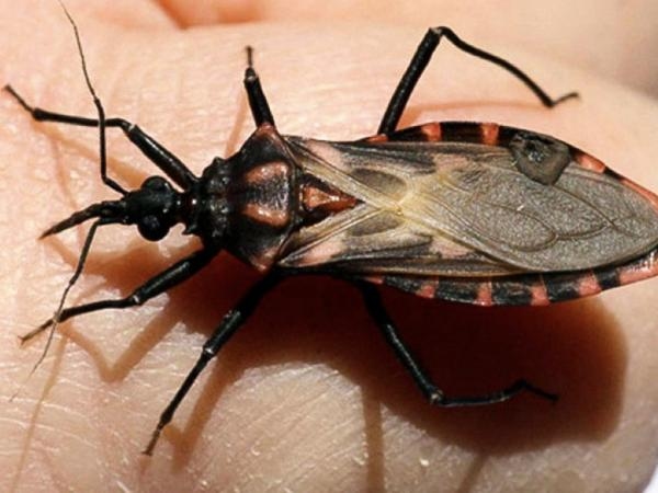 Kann die Chagas-Krankheit von Mensch zu Mensch übertragen werden?