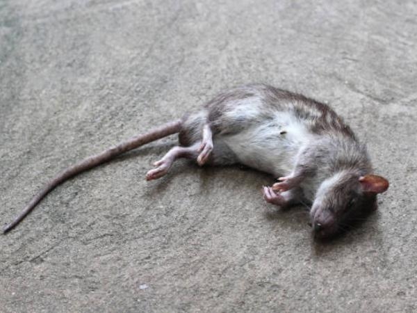 Dies ist der „beste Köder“ für Ratten- und Mausefallen: Er ist narrensicher