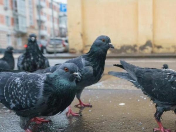 Invasione di piccioni in giardino? I cinque odori che "odiano di più"