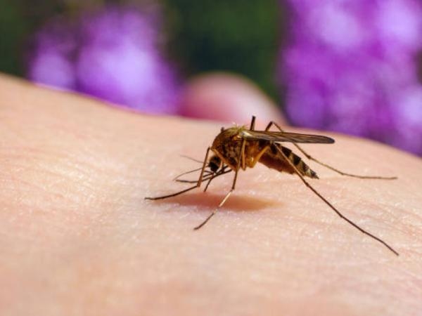 Colombian scientist finds virus in mosquitoes that could curb dengue and yellow fever