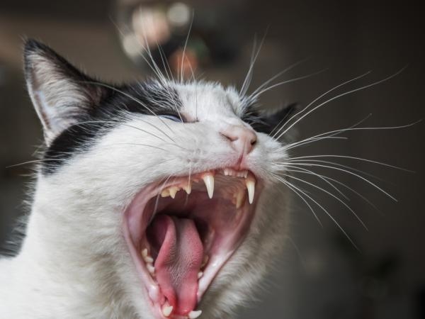 Se non ti piacciono i gatti in casa: ecco i 4 odori che odiano di più